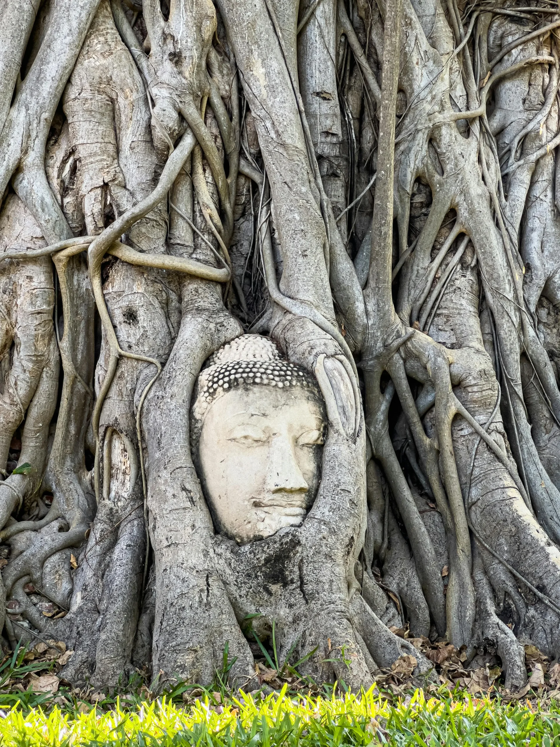 cabeça do buda na arvore, tailandia