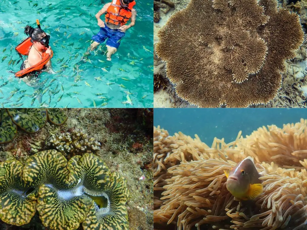 O que fazer em Phi Phi: snorkeling entre peixes tropicais e corais. Passeios em Phi Phi.