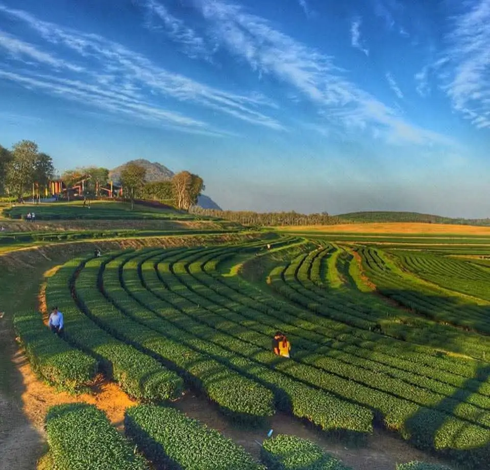 Durante el recorrido por Chiang Rai, haremos una parada en la famosa plantación de té Choui Fong, conocida por producir tés tailandeses de alta calidad en medio de paisajes impresionantes.