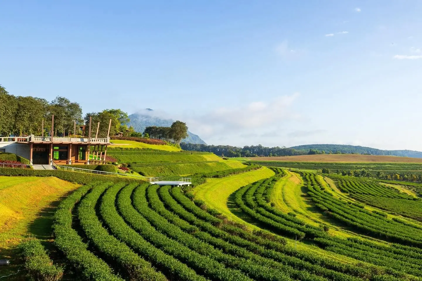 Durante el recorrido por Chiang Rai, haremos una parada en la famosa plantación de té Choui Fong, conocida por producir tés tailandeses de alta calidad en medio de paisajes impresionantes.